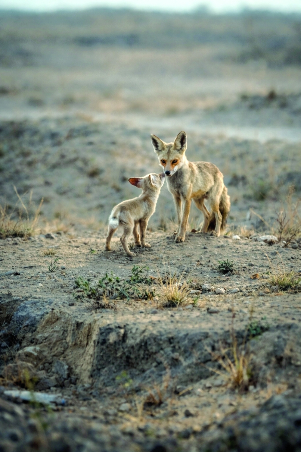Arabian Red Fox with its baby