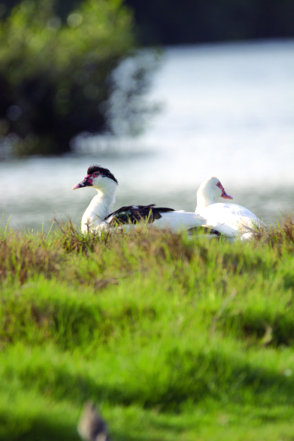 Muscovy Ducks at Al Dahariz Beach Khor