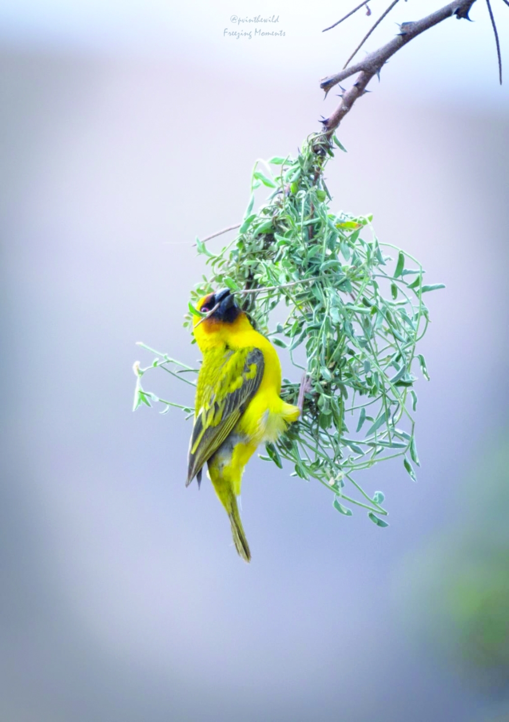 Ruppel's Weaver near Ayn Athum Waterfalls