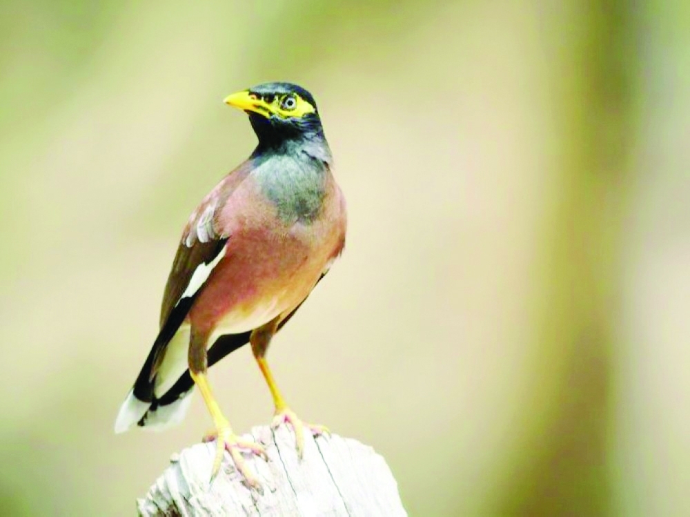 A decline in the number of invasive birds has also been recorded in several vital locations.