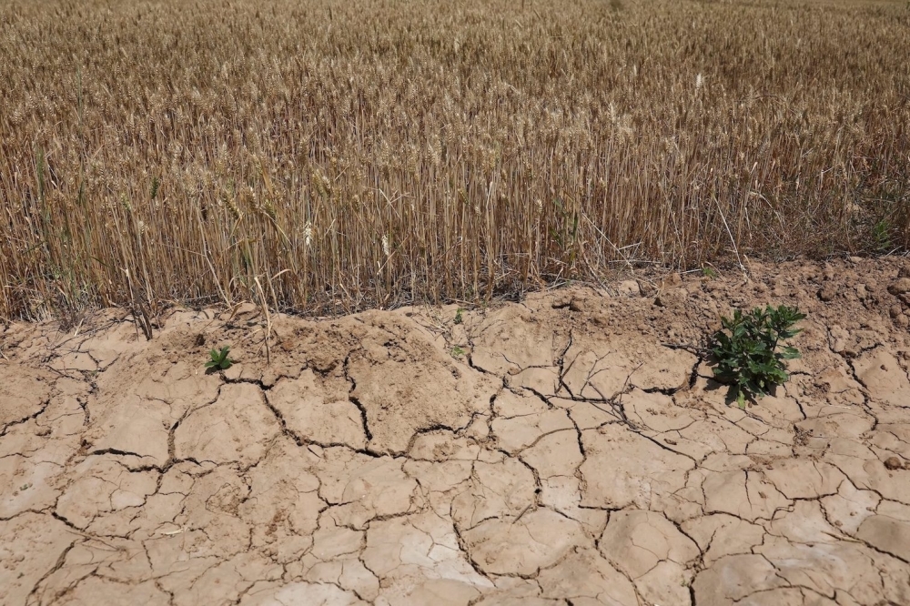 Hot weather hurts Asian crops as powerful El Nino takes shape