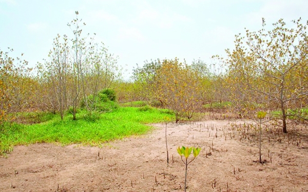 Oman boosts climate action framework drive