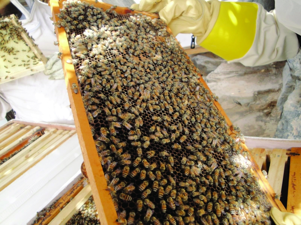 Al Dhahirah honey production up 138% in 2025