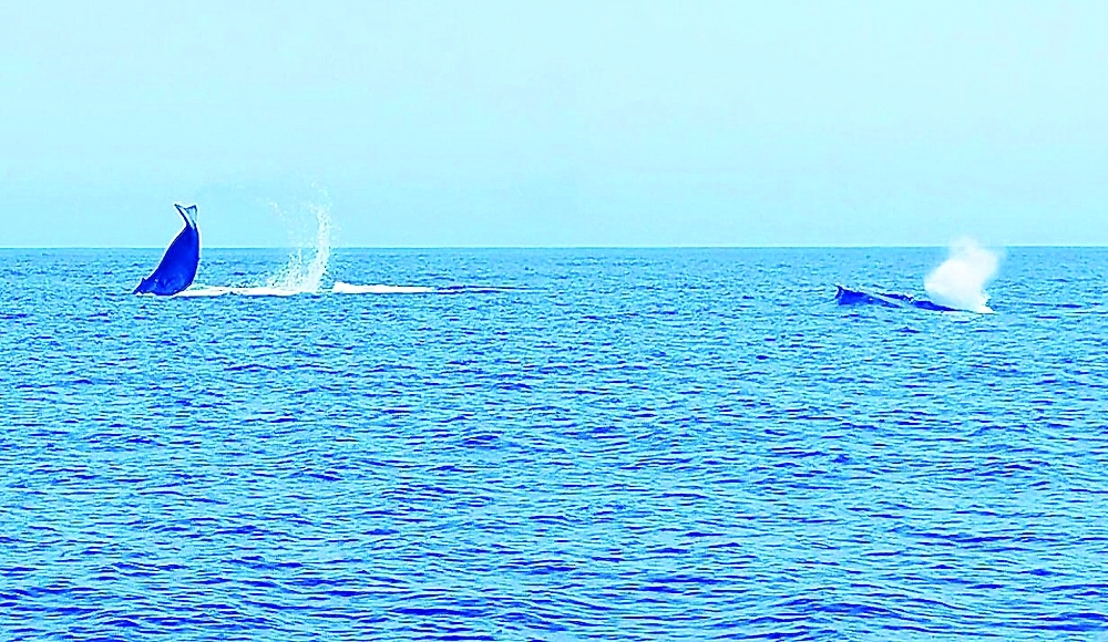 Two blue whales sighted off Masirah Island