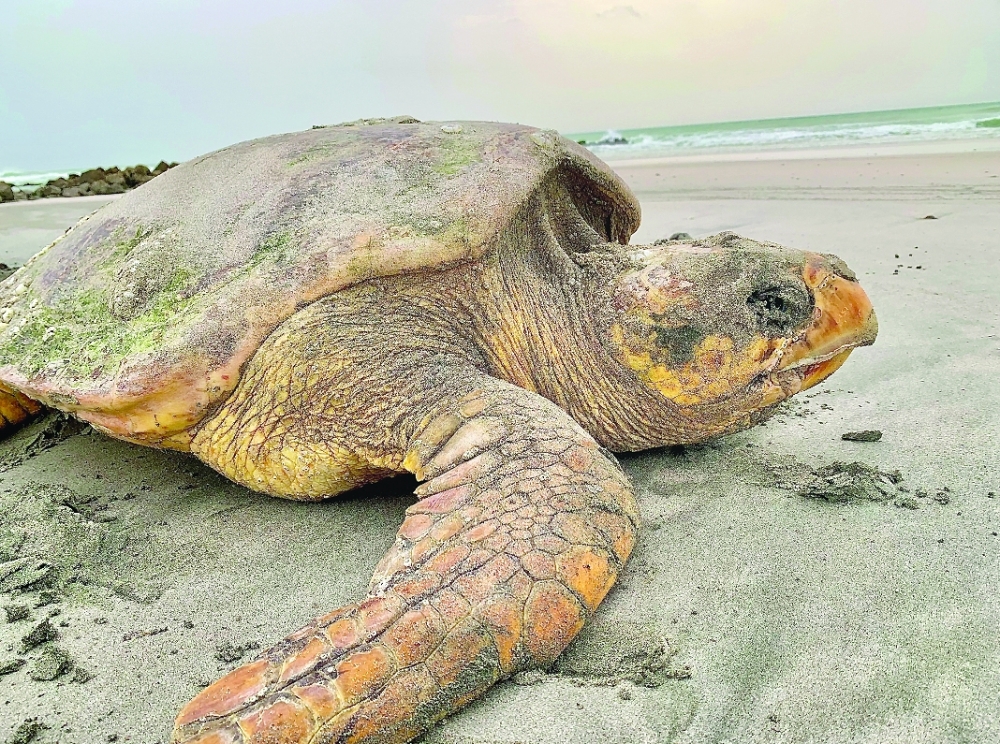 Masirah Island hosts four species of sea turtles, each following distinct nesting periods