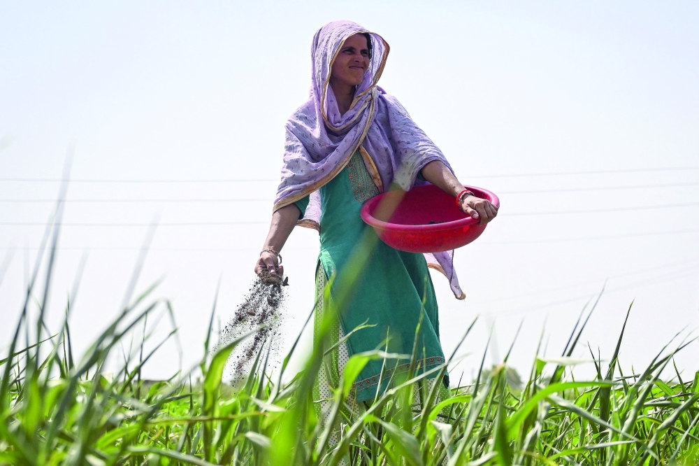 A local farmer is sprinkling organic biofertiliser in a field near the Indian state of Uttar Pradesh's Tappal town. — AFP
