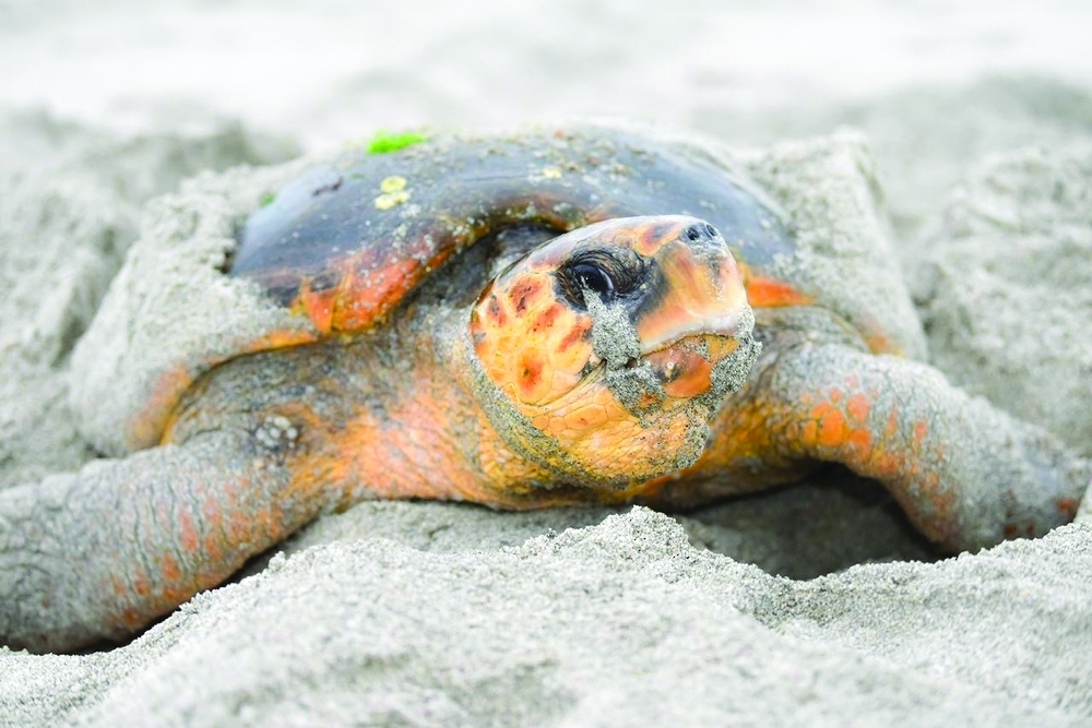 The spotting of the turtle consolidates the records of this species of sea turtles along the shores of Masirah. — ONA