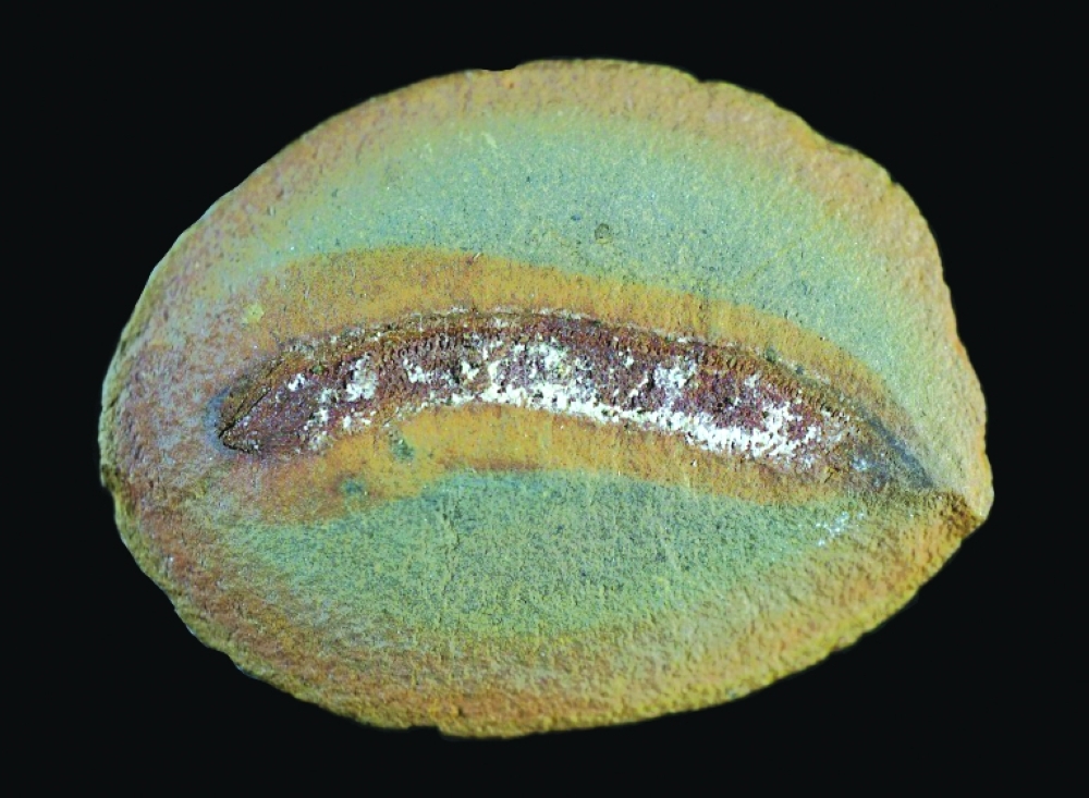The research highlights amphibians as evolutionary innovations rather than primitive holdovers. — AFP