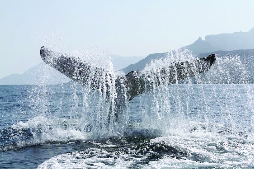 At a time when climate change is reshaping marine ecosystems worldwide, Oman finds itself as the guardian of a species unlike any other.