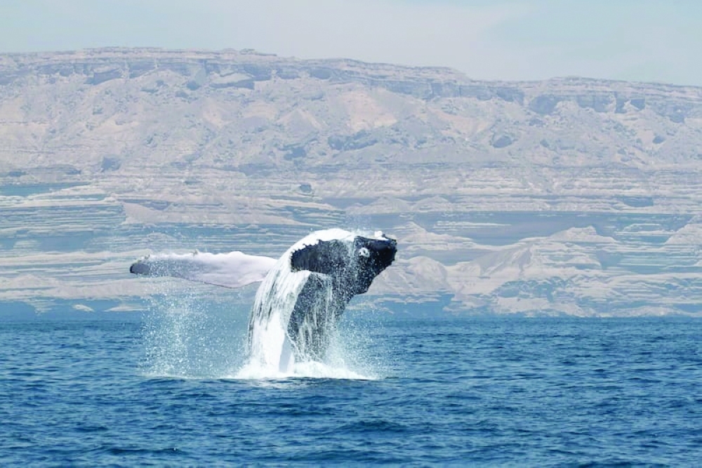 Found primarily along Oman’s coastline, this critically endangered population consists of just over 80 individuals and is considered one of the most isolated whale populations in the world.