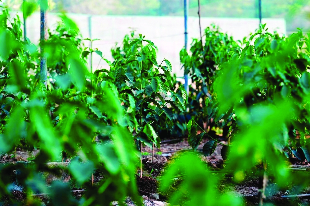 The Arabica coffee project offers a model for future agricultural ventures that combine economic viability with environmental sustainability. - ONA