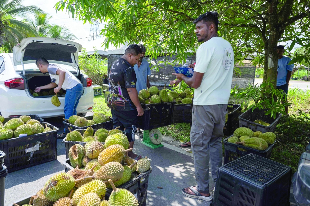 
A vendor sells durians by the roadside in Karak, in Malaysia’s Pahang state. — AFP 