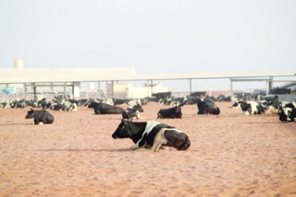 Mazoon dairy farm uses advanced systems for animal care, nutrition and veterinary supervision.