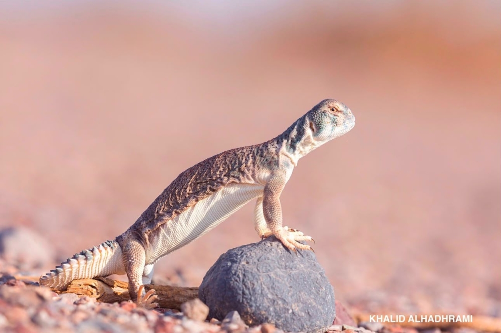 Photos Credit: Khalid al Hadhrami