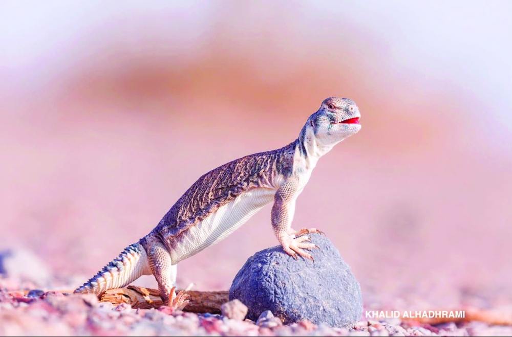  Omani Spiny-tailed Lizard