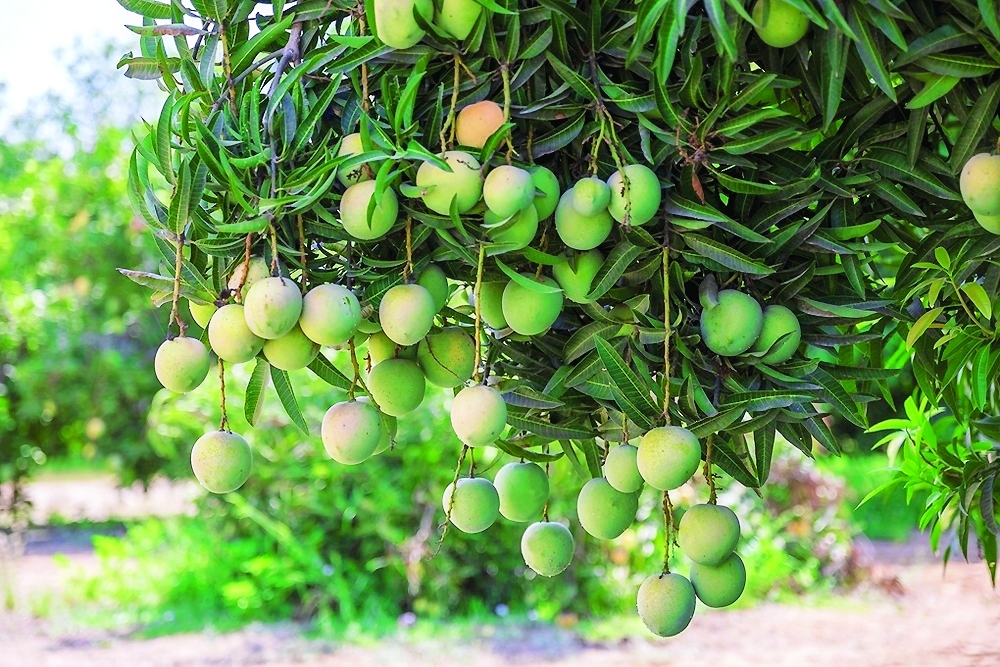 The gene bank is a vital national project for conserving horticultural crop genetic resources.