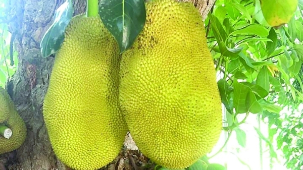阿曼263年波羅蜜老樹屹立不搖　活體文化遺產揭開阿拉伯植物保育新頁