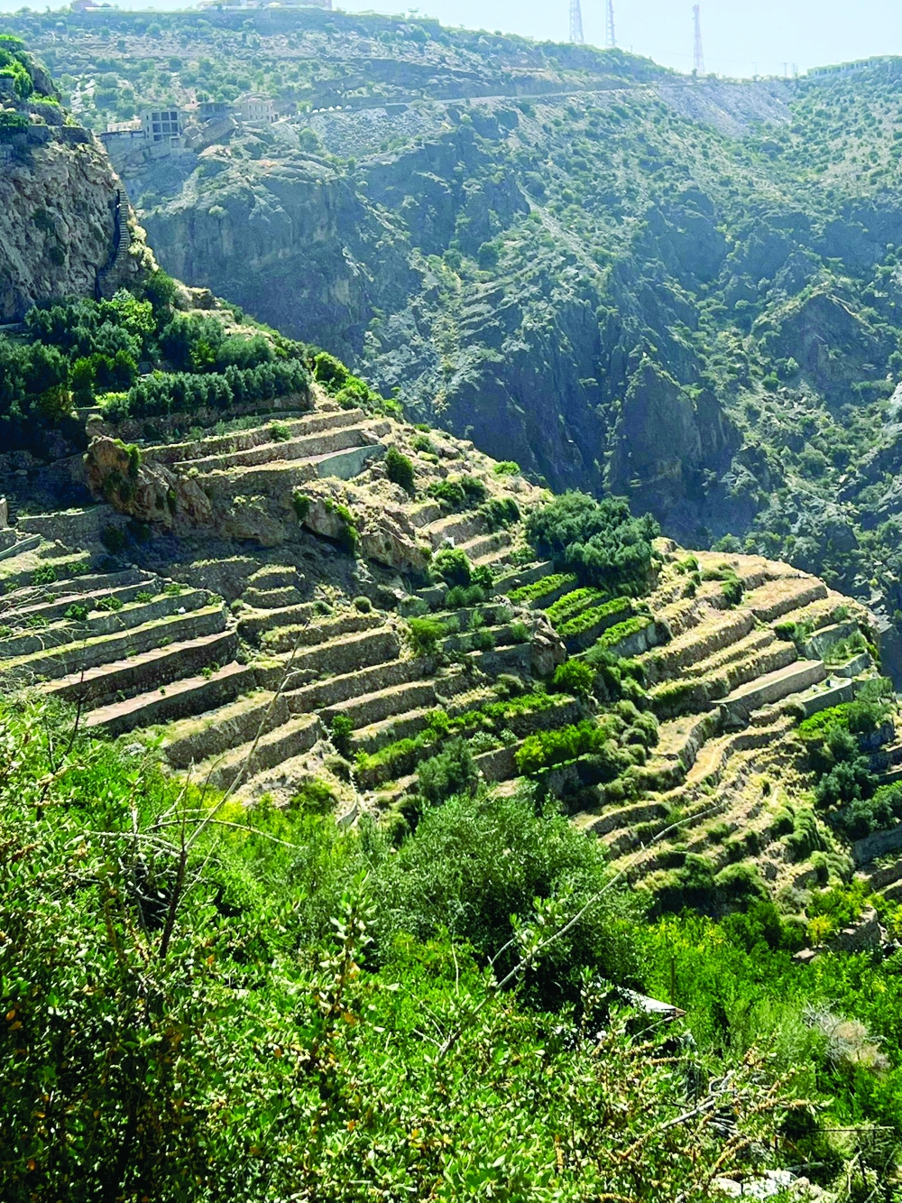 Terraced gardens of green mountain