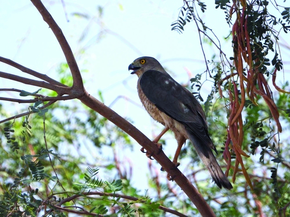 Shikra's documentation is considered a rare occurrence.