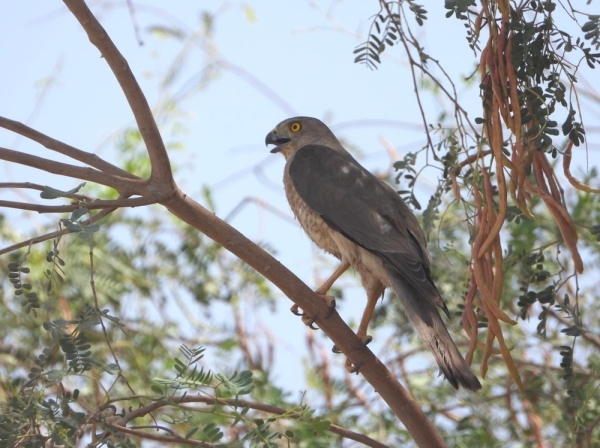 EA records first-ever breeding of Chestnut Sparrowhawk in Al Buraim