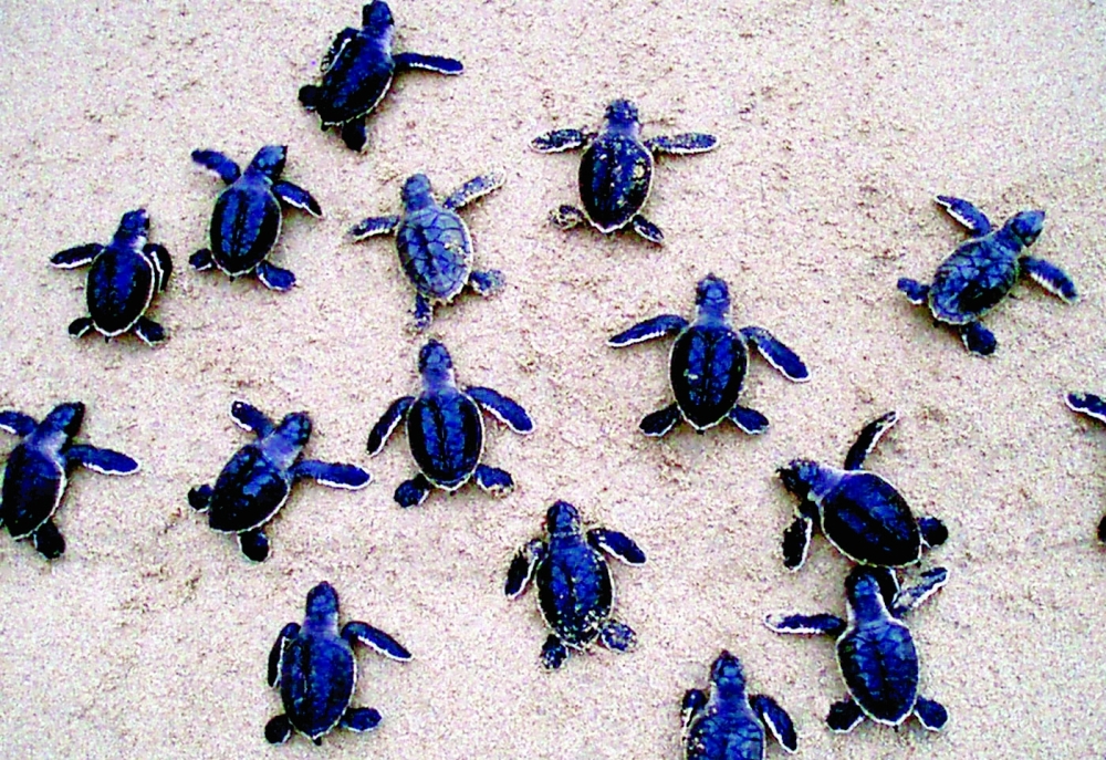 For most sea turtle species, the peak hatching season falls between July and October.