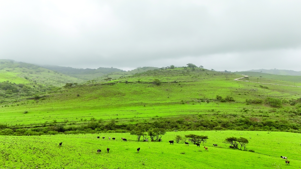 Al San’s appeal lies in its rural calm and the feeling that the season is still closely tied to daily life.