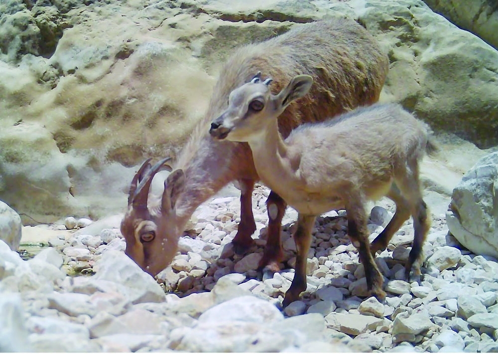 Arabian tahr 