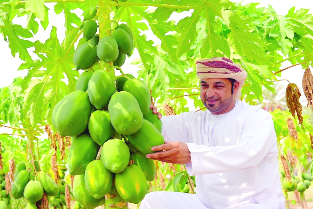 Khalid bin Mohammed al Qamshouei at his papaya farm in Shinas.