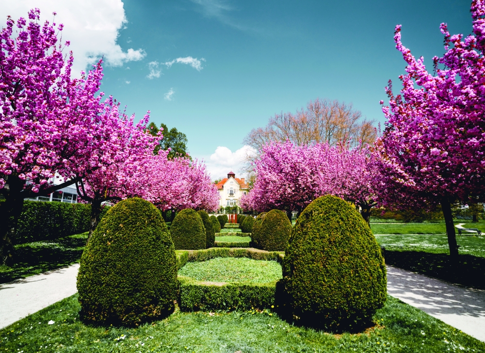 Spring and cherry blossoms in Carinthia
