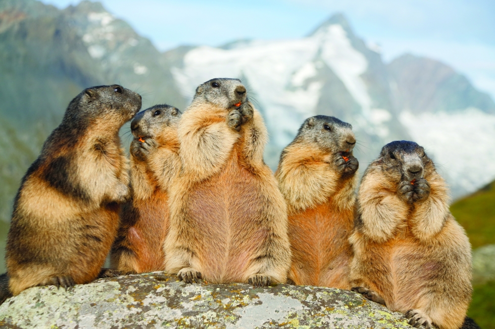 Marmot animals in Grossglockner