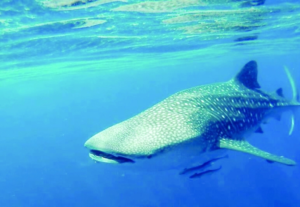 Their annual return shines a spotlight on Oman’s marine biodiversity. 