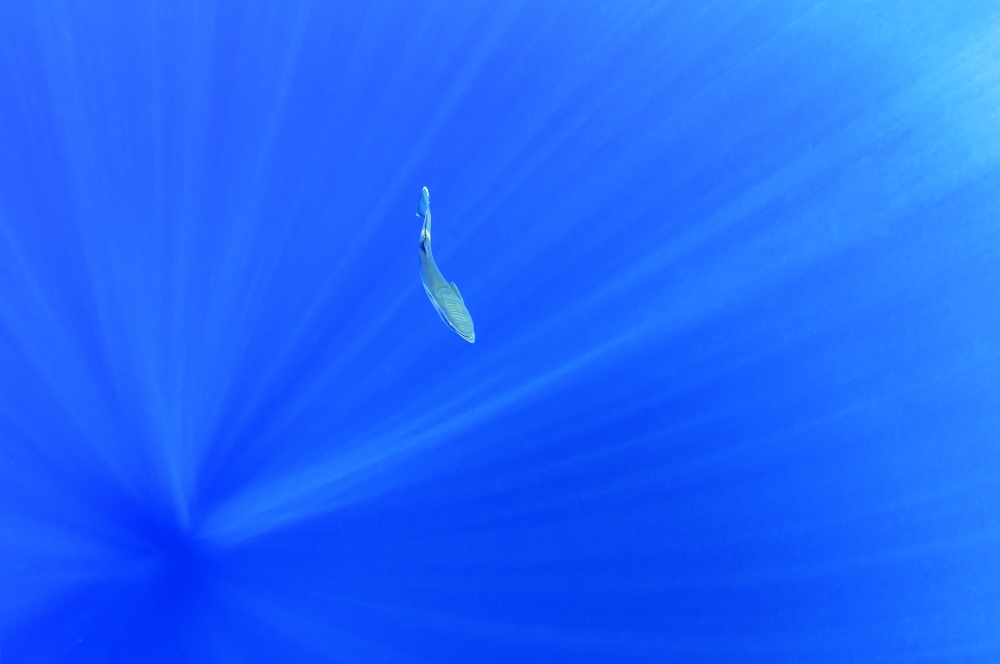 Whale shark