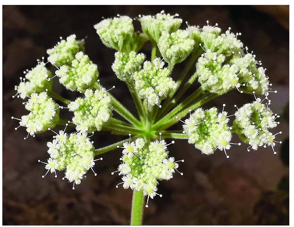 The most important specifications of the new type are the leaves with a velvety texture and leaflets with kidney-shaped serrated edges.