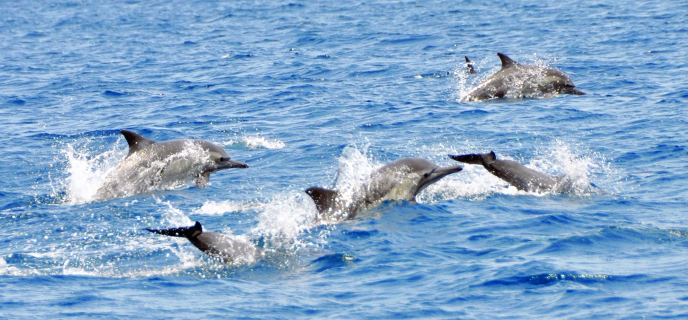Oman Advances in Global Environmental Performance Index 2