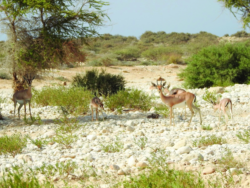 Oman Advances in Global Environmental Performance Index 4