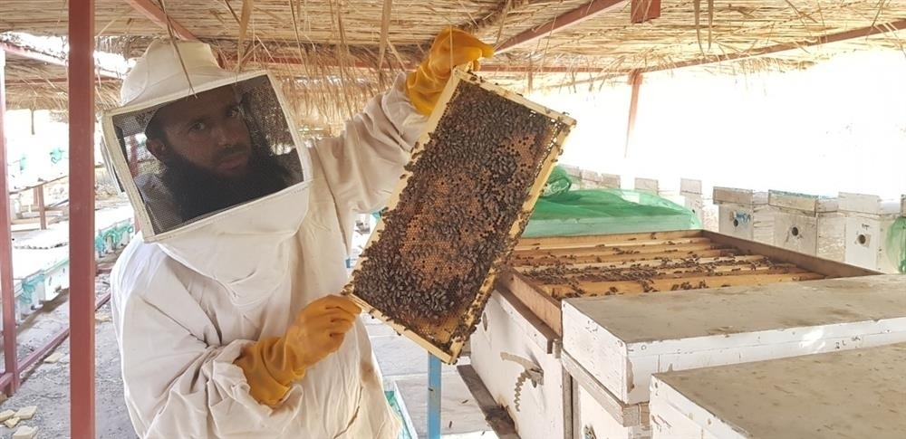 North Al Sharqiyah emerged as the country's largest honey-producing governorate in 2025.