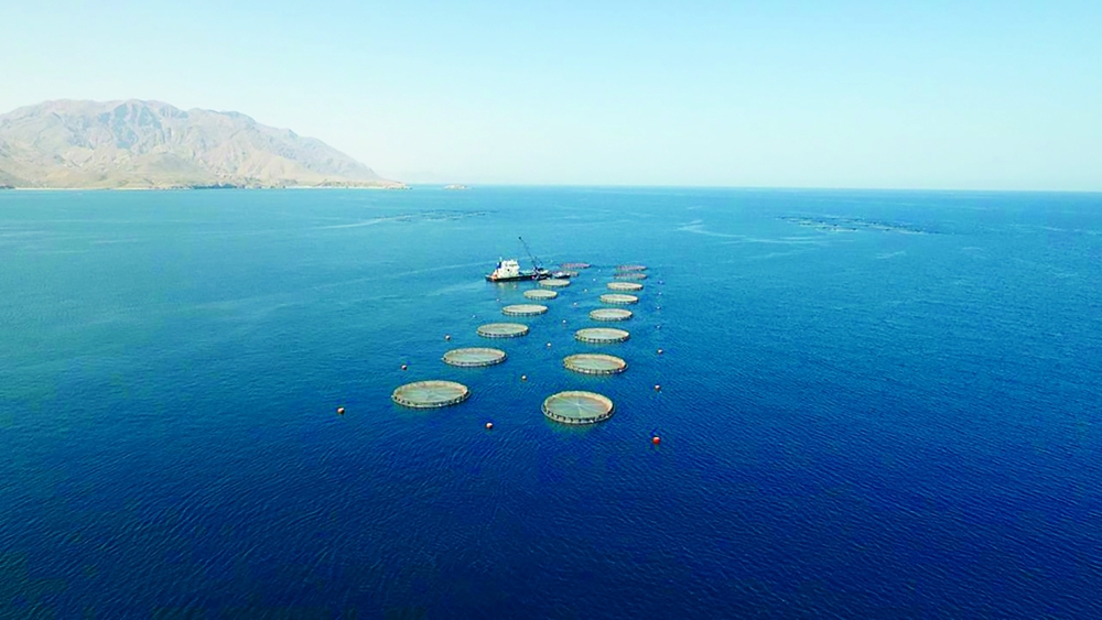 
Al Wusta remained Oman’s leading fish-producing governorate in 2024, with production reaching 226,000 tonnes. 