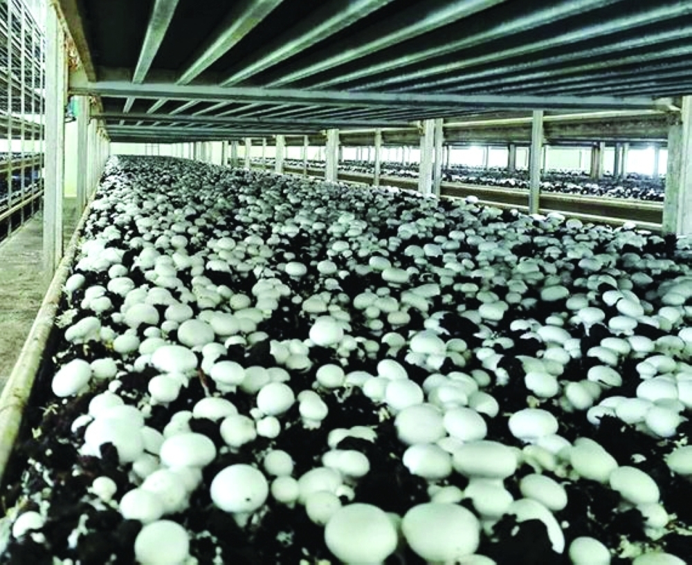 The compost project follows a third expansion of growing capacity at Barka, commissioned early this year