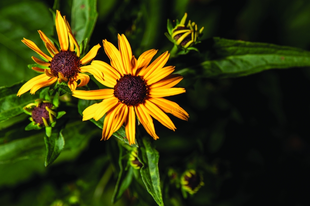Black-eyed Susans (Rudbeckia hirta) bring life and pollinators to the Edible City
