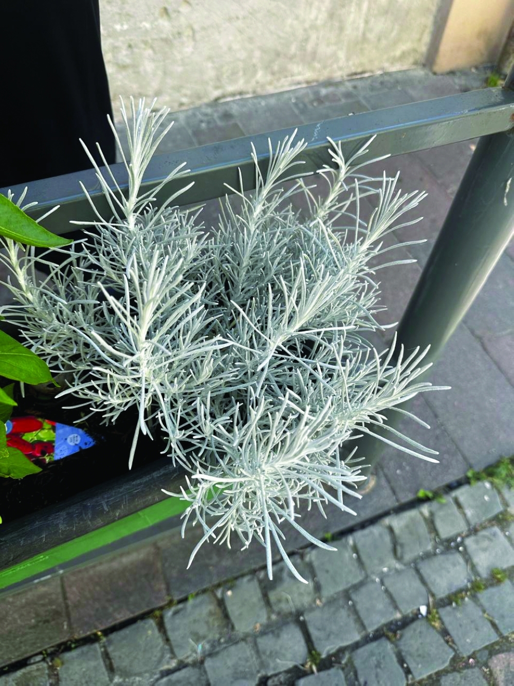 Dusty Miller in a street planter, Blieskastel’s Edible City