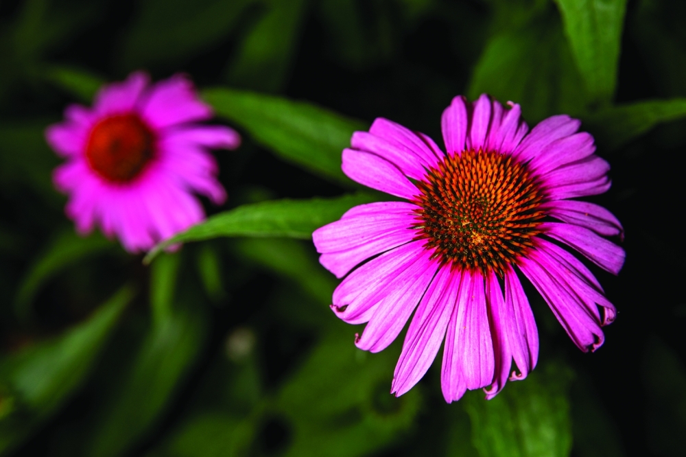 Echinacea purpurea (Purple Coneflower) blossoms reflect pollinator-friendly plants and sustainable green spaces