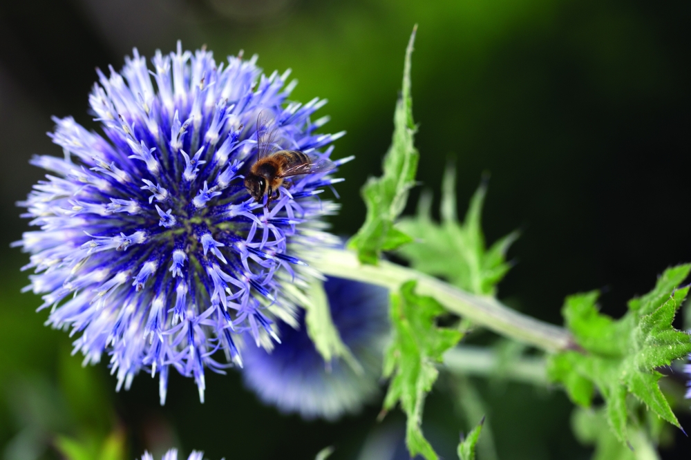 Honey bee on Globe Thistle (Echinops ritro)