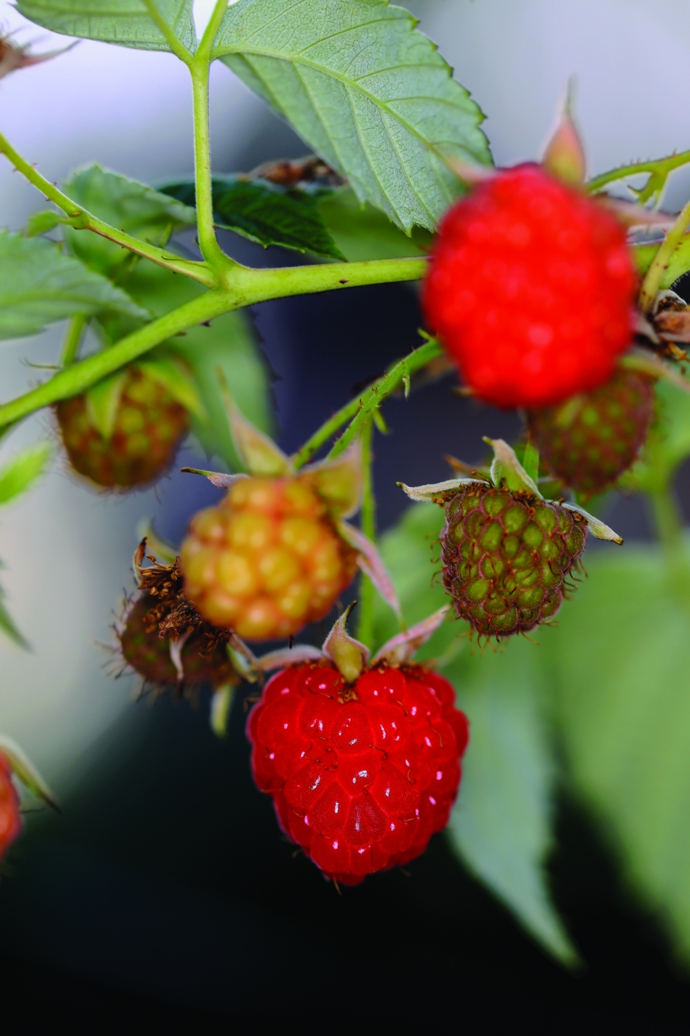 Ripe, juicy raspberries (Rubus idaeus) glowing in  Edible City