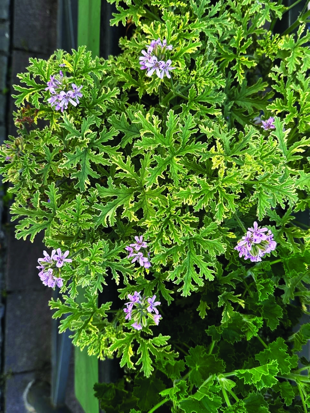 Variegated geranium with delicate pink blossoms in a street planter
