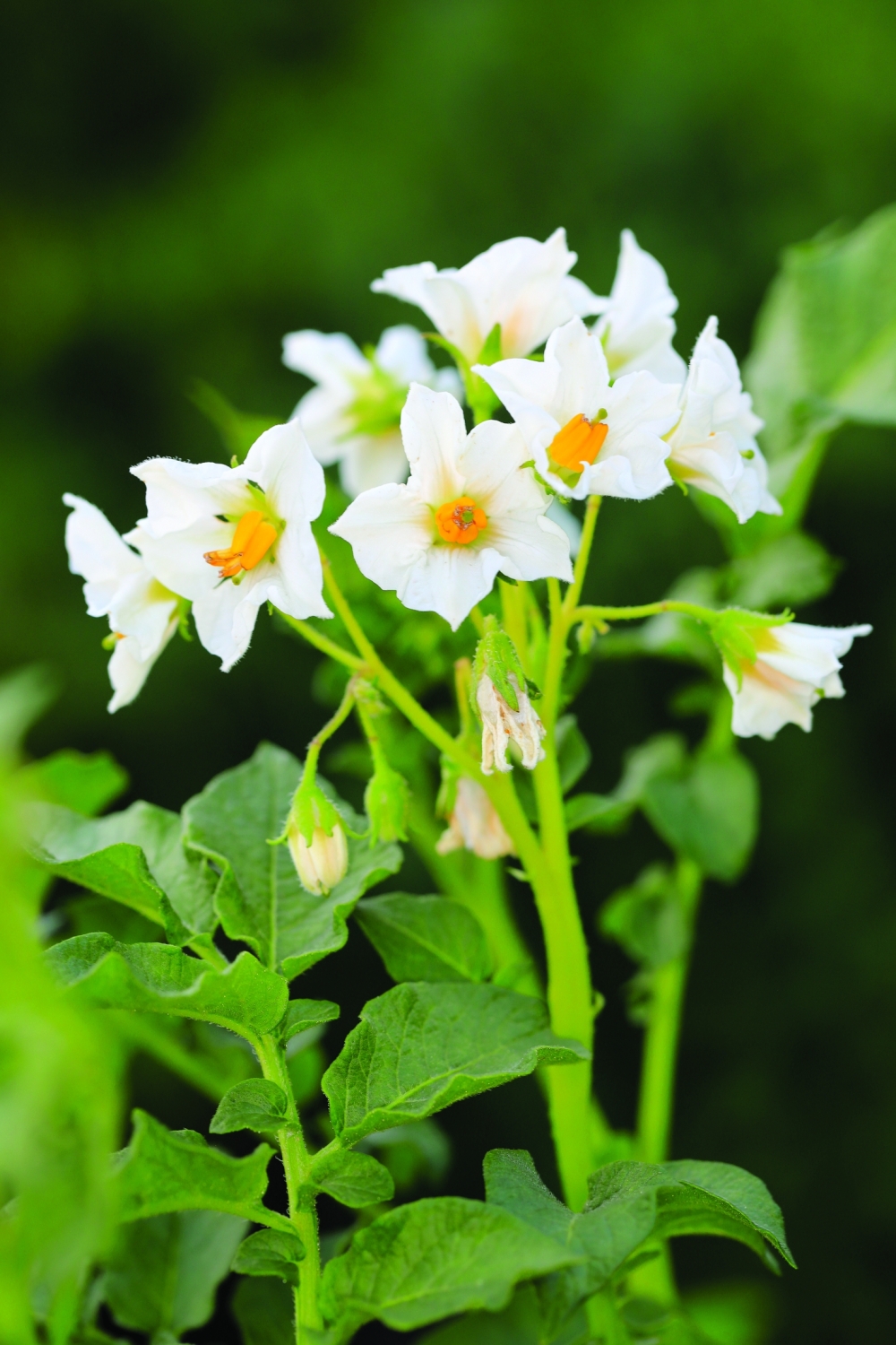 White potato blossoms (Solanum tuberosum) — where ornamental beauty meets food production