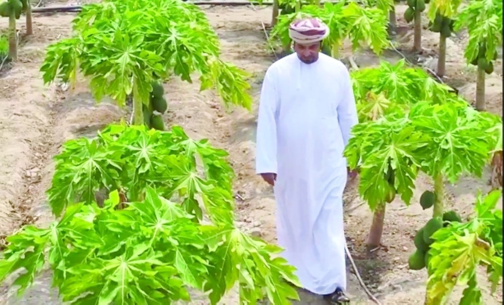 Papaya has become one of the most economically rewarding crops on Al Qamshoui's farm.