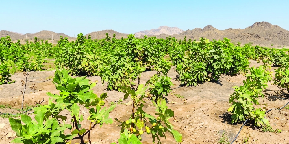 30-acre fruit production project takes shape in Mahadha with a sustainable farming focus.