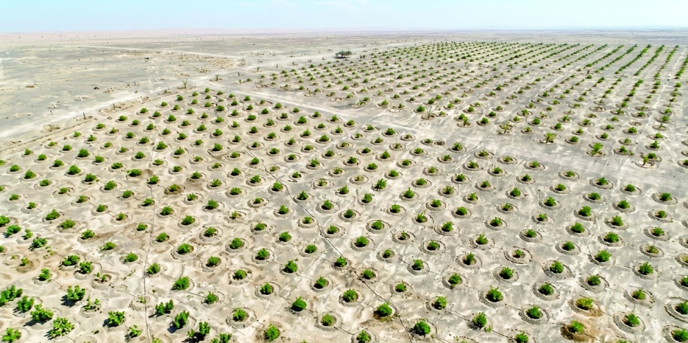 Al Buraimi’s first integrated fruit production project takes shape in Mahadha.