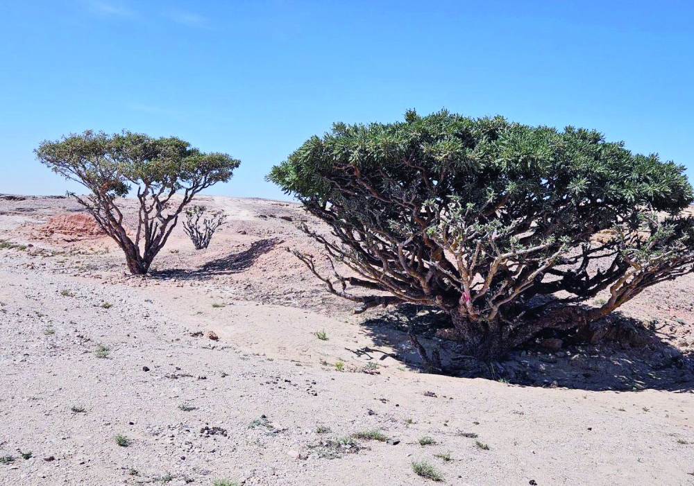 The programme aims to transform degraded landscapes in the Dhofar mountains and surrounding Salalah.