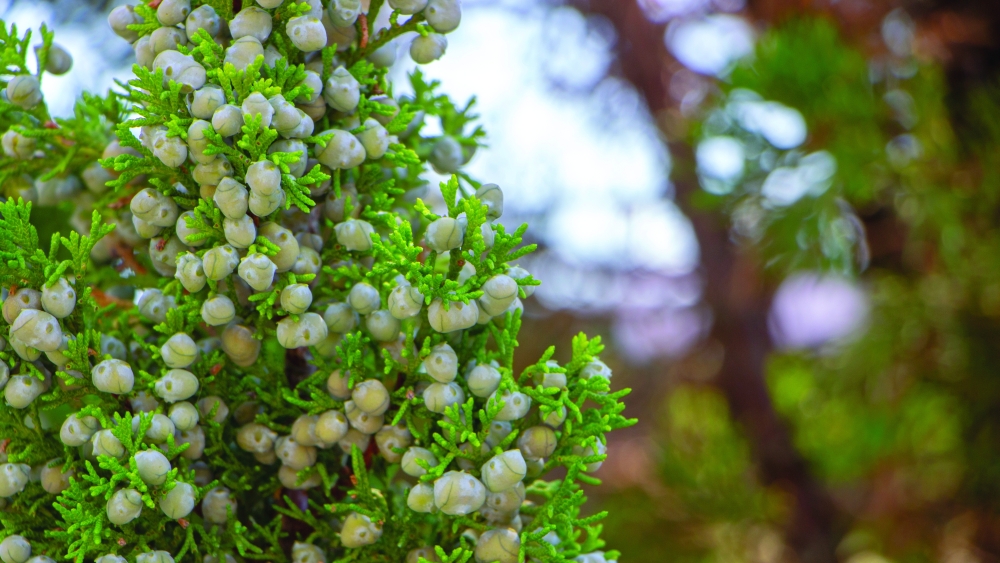 Oman’s ancient mountain juniper survives centuries but can disappear within minutes.